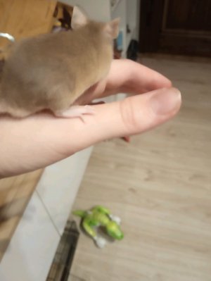 выгуливаем барбарисика