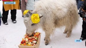 Экоцентр АЛРОСА приглашает на праздник в честь дня рождения мирнинских яков