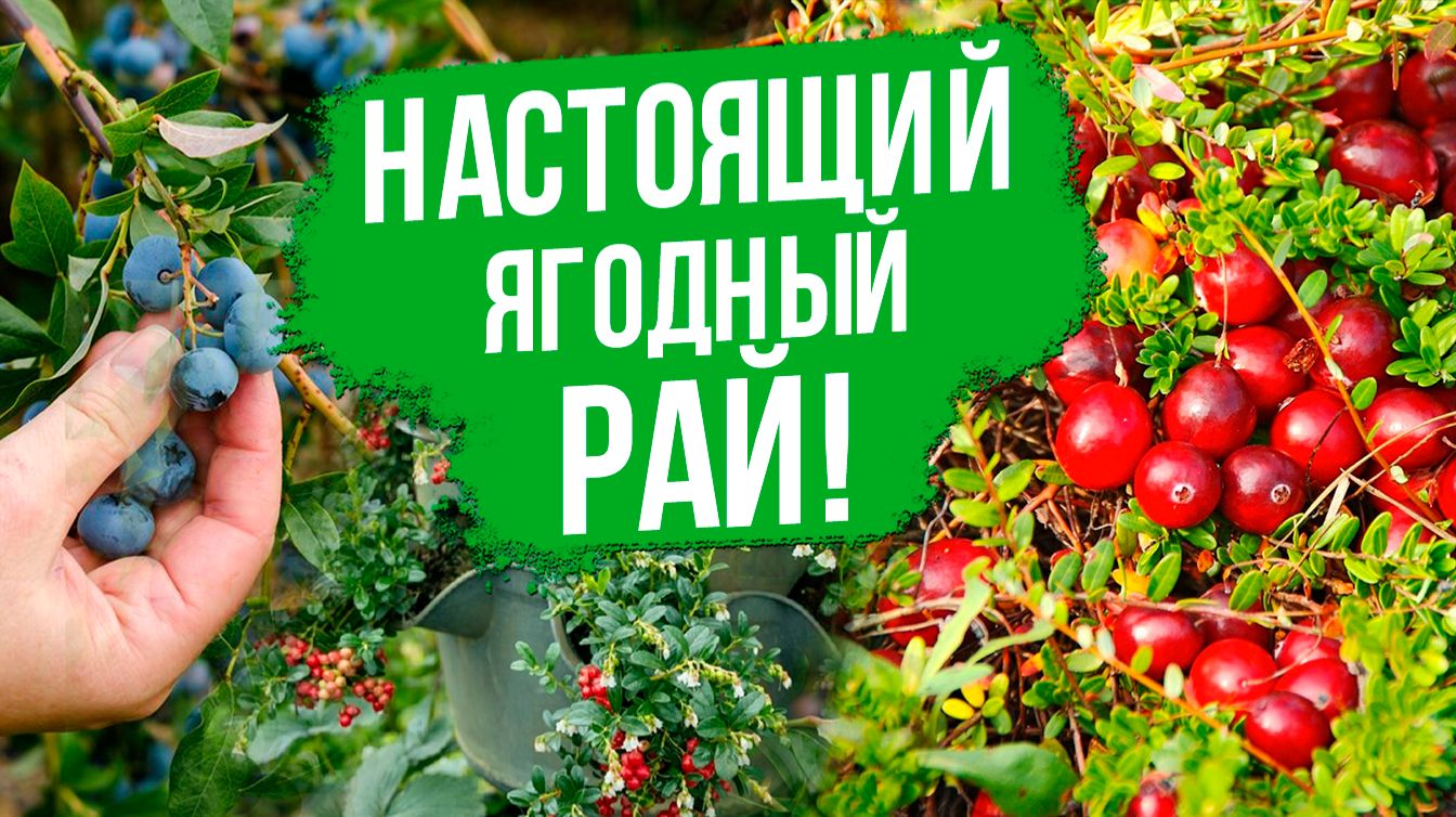 Голубика, брусника и клюква: как сохранить саженцы? Агротехника от посадки до сбора урожая.