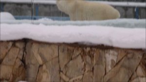 Всем привет от Герды и её малыша 24.03.2026