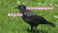 ВОРОН РАЗГОВАРИВАЕТ