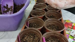 горячий способ посева томатов