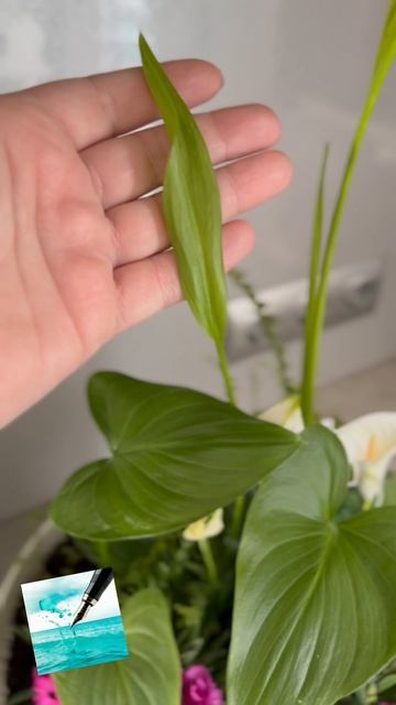 Говорят, что калла цветок смерти. А вы что скажете? Создаю шикарные композиции с каллами #каллы