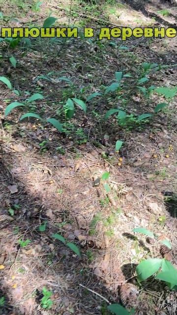 В лес за грибами...