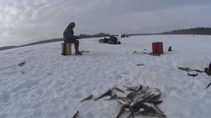 КРУПНАЯ (ВАХНЯ) ЛОМАЕТ КРЮЧКИ,И РВЁТ ЛЕСКУ!МЫ НЕ СДАЁМСЯ.БЕЛОЕ МОРЕ!