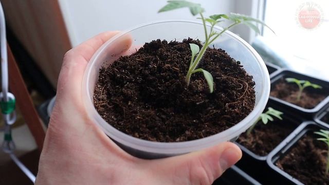 После этой подкормки рассада  - огонь! Аптечный коктейль сделает рассаду перца и помидор красивой!