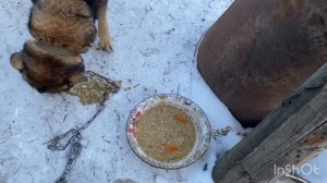 Живу в развалюхе  Кормление собак с проверкой лап и мисок