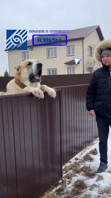 Гав-гав не прошло. Забор КВИН держит