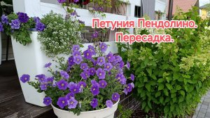 Петуния Пендолино. Пересадка.