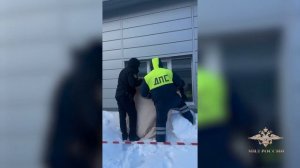 Ирина Волк: В ХМАО-Югре полицейские вернули рысь в естественную среду обитания