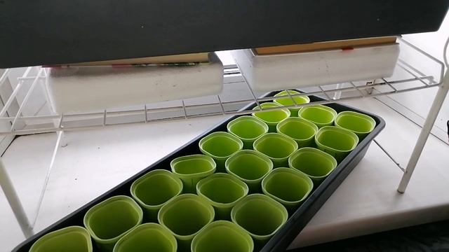 Как разместить рассаду на подоконнике