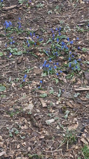 Первые цветы