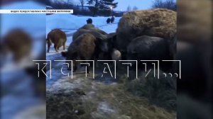 Эксперимент по использованию кабанов для коммерции привёл к тому, что дикие свиньи захватили деревню