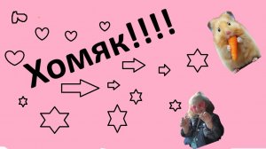 Как ухаживать за хомяком, как кормить хомяка