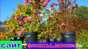 КОРОЛЕВА САДА ГОРТЕНЗИЯ саженцы в горшках в питомнике