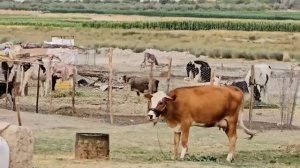 Три дня жизни на природе и в горах в роли женщины-кочевницы.