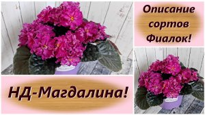 Описание сортов Фиалок! НД-Магдалина!