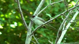 Славка черноголовка.