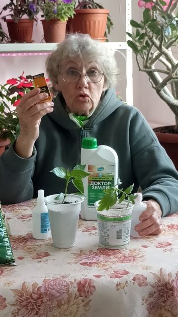 Первая подкормка рассады.