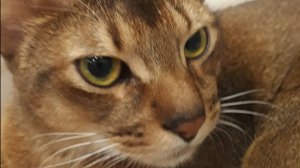 Ура шаурмечная стрим