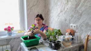 Перцы и баклажаны не любят пикировку, пересадку, перевалку, мнение ошибочное.