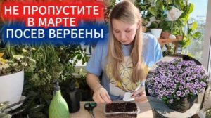 Мартовский посев вербены ампельной: закладываем основу пышного цветения