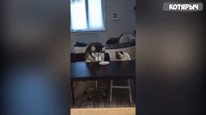 Я_РЖАЛ_ЦЕЛЫЙ_ЧАС😹ПРИКОЛЫ_С_КОШКАМИ_И_СОБАКАМИ🐶СМЕШНЫЕ_ЖИВОТНЫЕ_2021⭐ПОПРОБУЙ