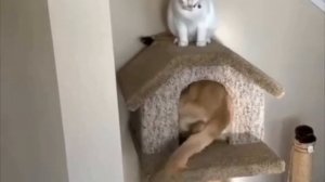 Новый сосед