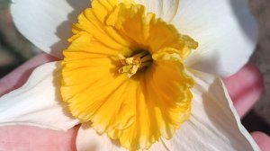 Весна пришла в наш южный сад! 24.03.2026