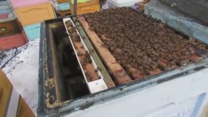 весенние подкормки - часть 2 - смотрю как берут пчелы канди с дрожжами из кормушки, 24.03.2026