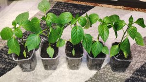 Делаю прищипку сладким перцам для обильного урожая 24 марта сезон 2026!