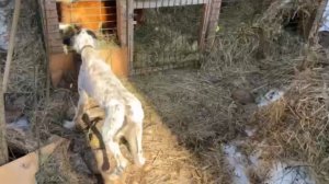 Лиса-Алиса. Встреча Игниса и Малого