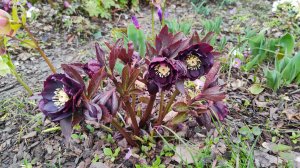 Цветут примулы и морозники, почистила листья у юкки и молочая. Сад 21.03.2026 г. Пятигорск