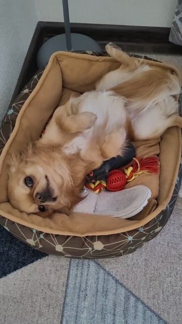 🥰 #любовь #поцелуй