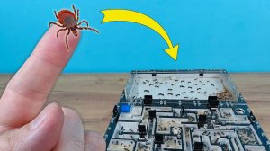 Клещ думал, что он охотник, пока не встретил муравьев