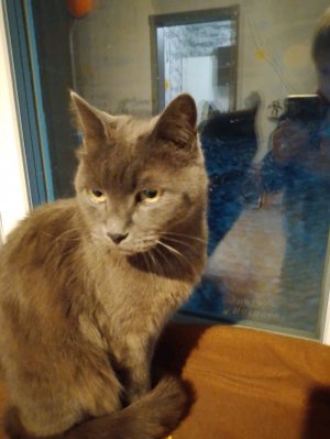 игра "котик" убеги от друга