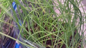 Нужна ли стрижка луку чернушке.