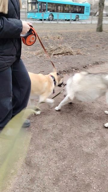 Хаски Джек играет с подругой