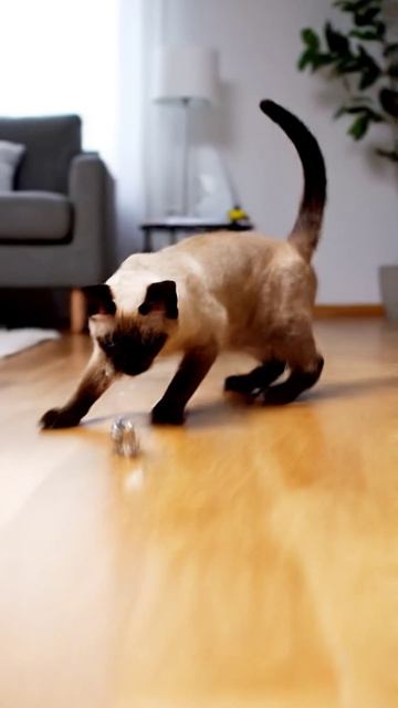 Батарейный энергетик #cat #красиваякошка #cute #веселыекоты #видосыоткота #видосыоткота #cutecat