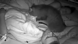 Кот сделал непрямой массаж сердца своему хозяину, который лежал без сознания. Достойно уважения