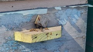 ф.71.  25.04.2026.г. пчёлка по немногу понесла обножку.