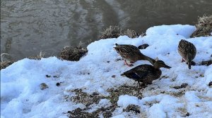 Утки на реке Чибью. Ухта, Коми. 25 марта 2026 г.