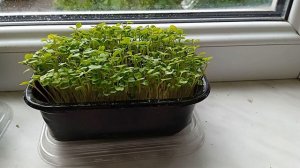 Микрозелень из магнита / Мой опыт по выращиванию / Плюсы и минусы