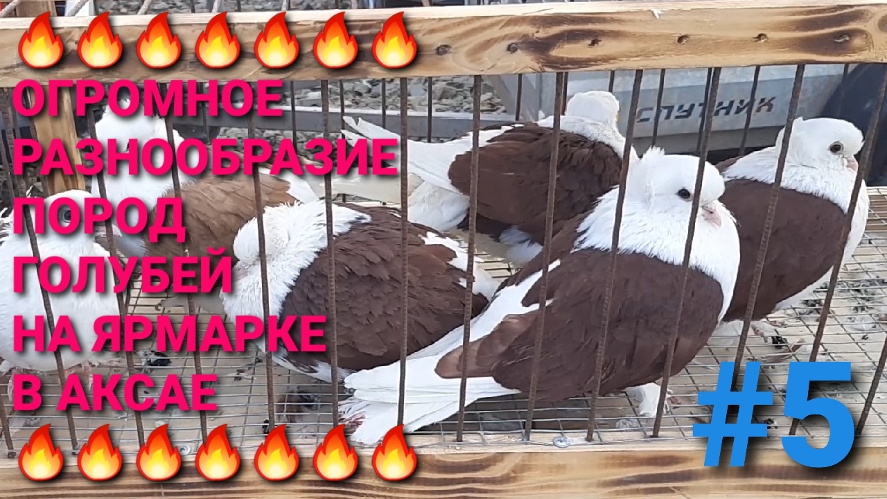 🔥🔥🔥 Огромное разнообразие интересных пород голубей на ярмарке в Ростове на Дону. Часть 5.