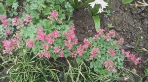 Прогулка по весенним цветущим растениям!