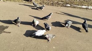 Трактор спугнул голубей / кормлю голубей