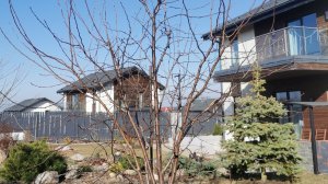 Весенние работы, что делаем. Обрезала вишни. 24.03.2026 восток Ленинградской области