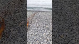 Находка на пляже Сукко 25 Марта 2026. Репортаж Светланы Тихоновны. Смена заметает следы?