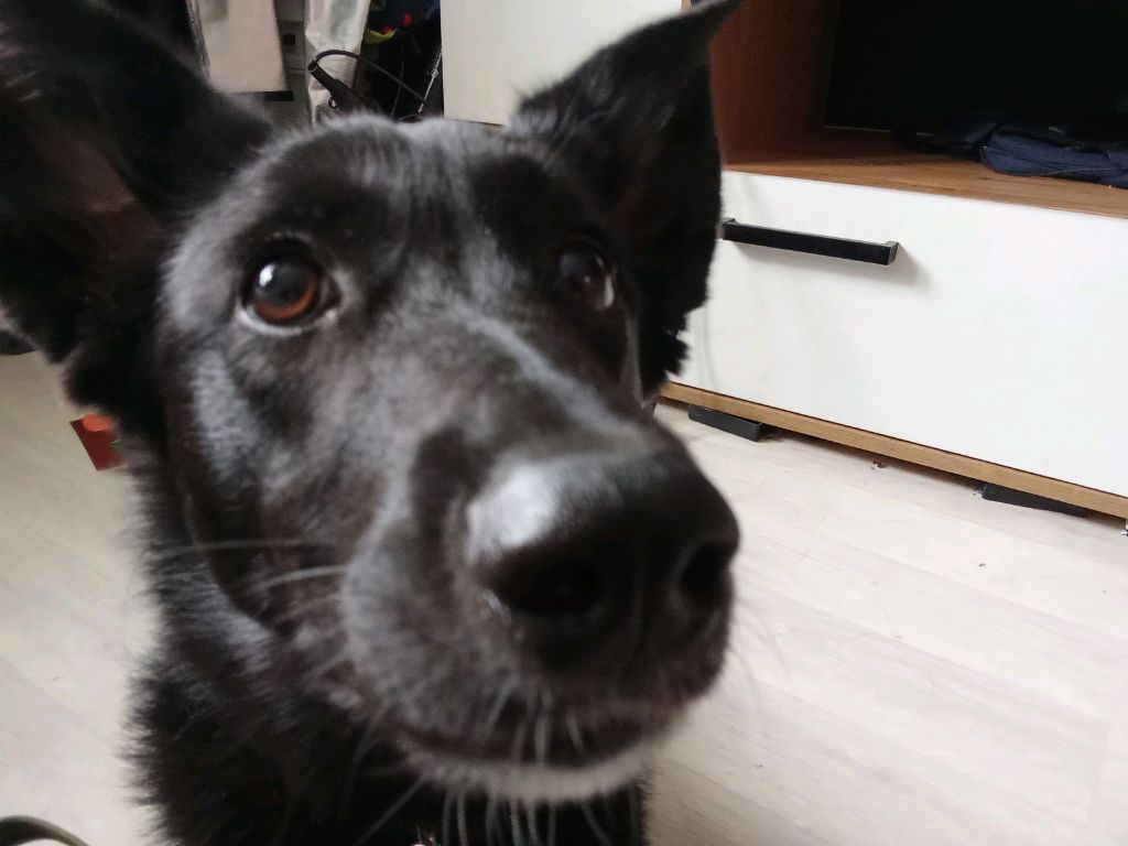 собака тут тун тун тун тун