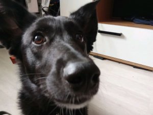 собака тут тун тун тун тун